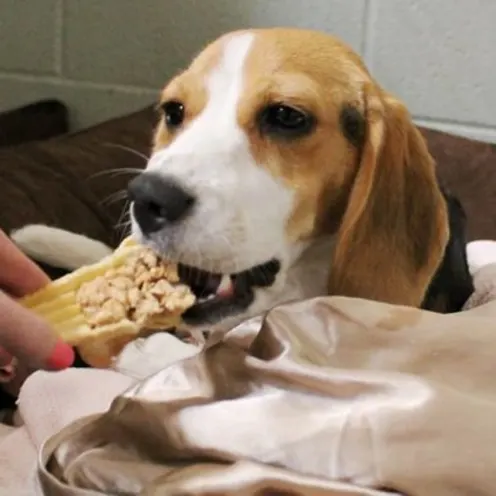 Dog being fed a nice treat